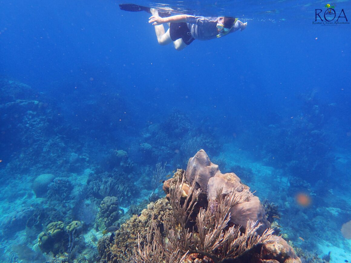 Kayak & Snorkel Adventure
