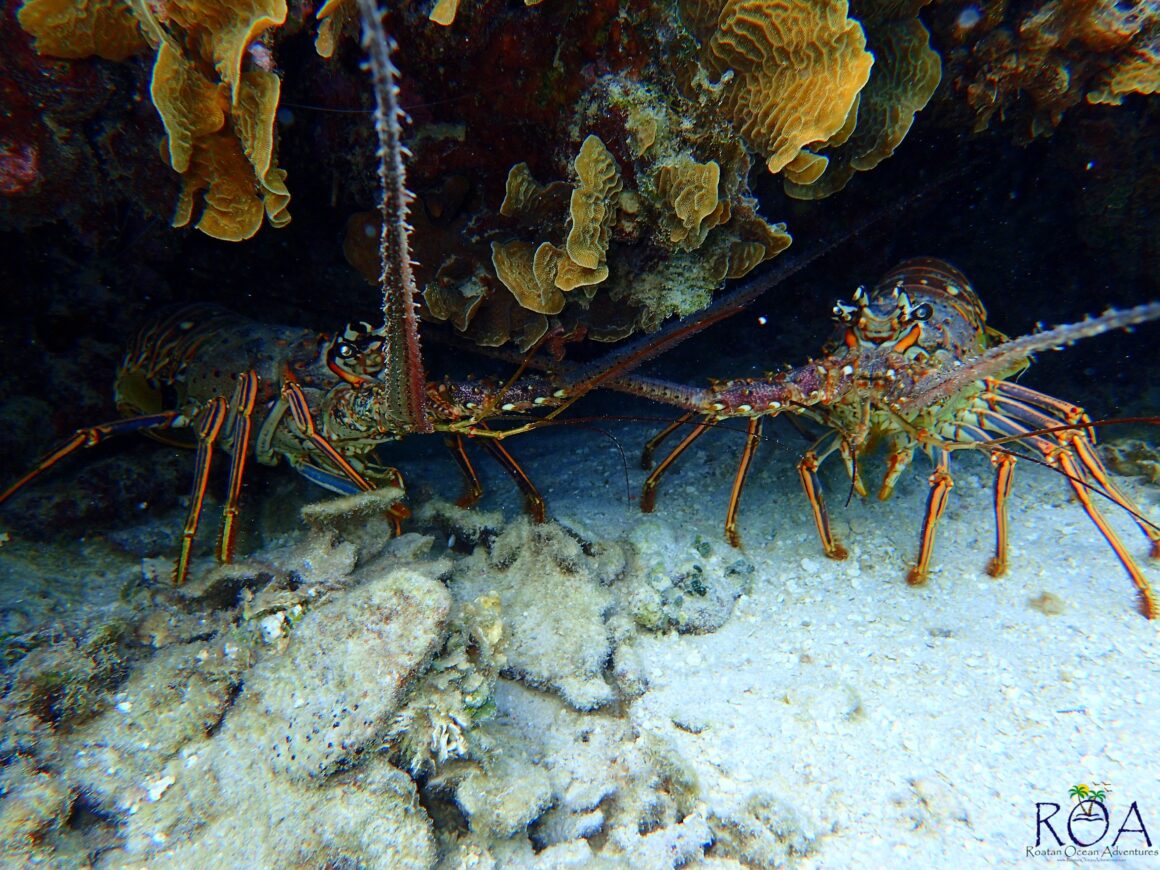 Snorkel Hopping Adventure 