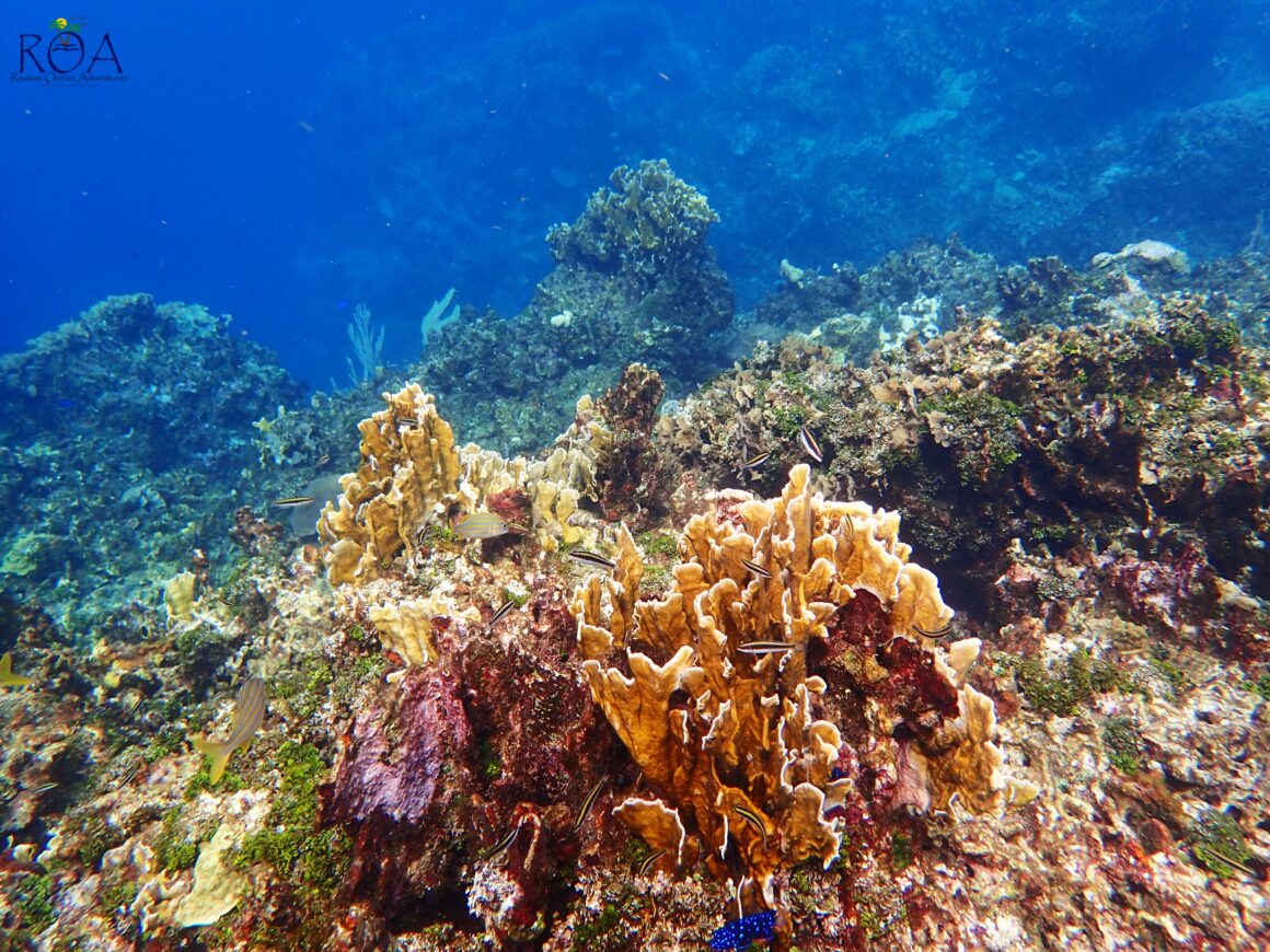 Kayak & Snorkel Adventure