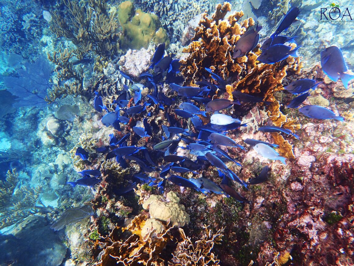The Roatan Experience 