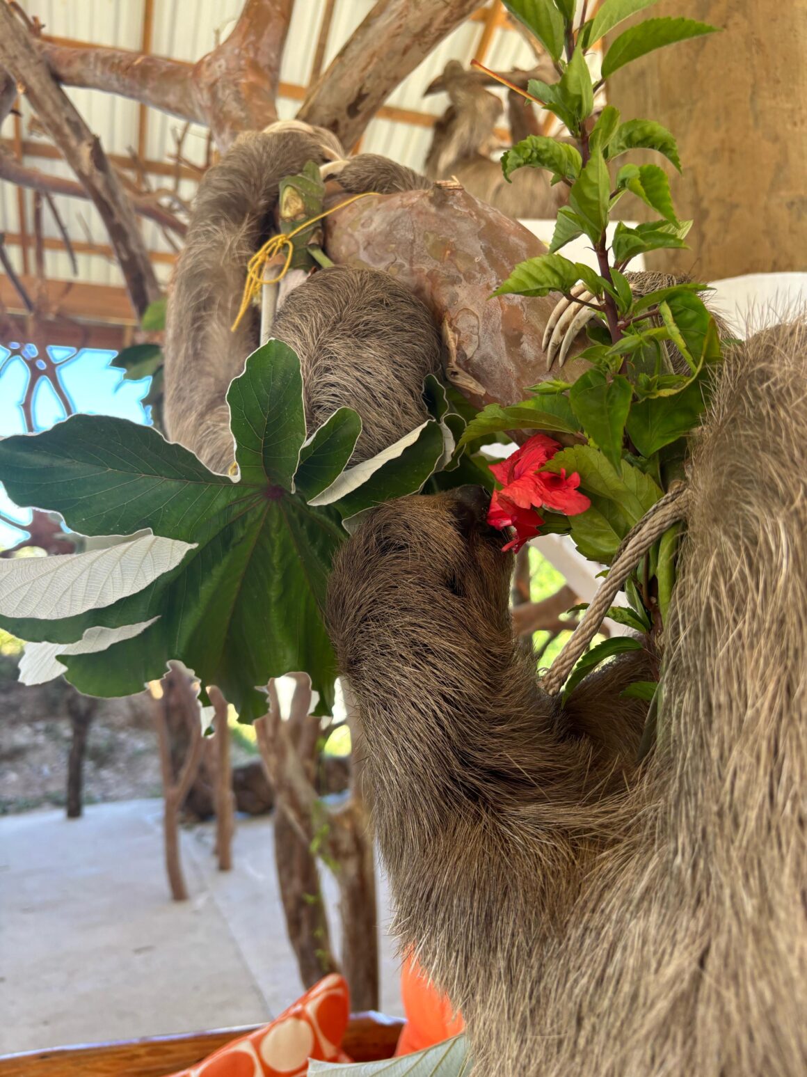 Monkey & Sloth Park Snorkel Adventure