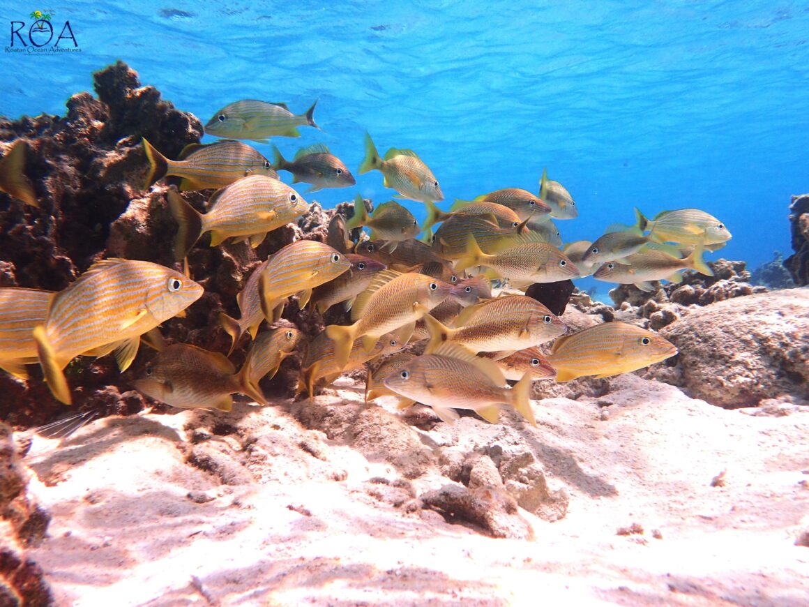 One-Mile Drift Snorkel Adventure