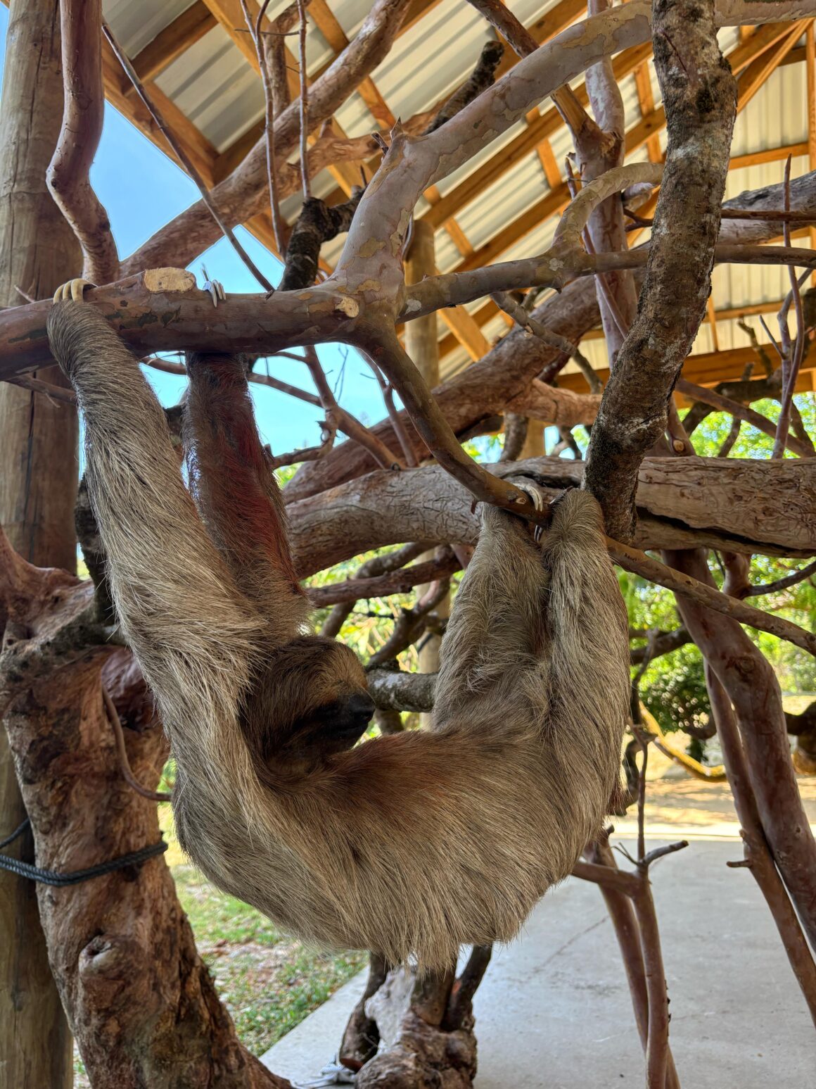 The Roatan Experience 