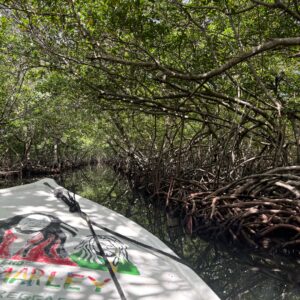Mangrove Tunnel Boat Ride & Snorkel Adventure