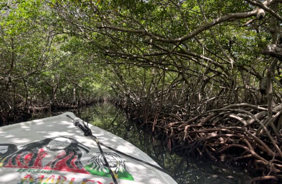 Mangrove Tunnel Boat Ride & Snorkel Adventure