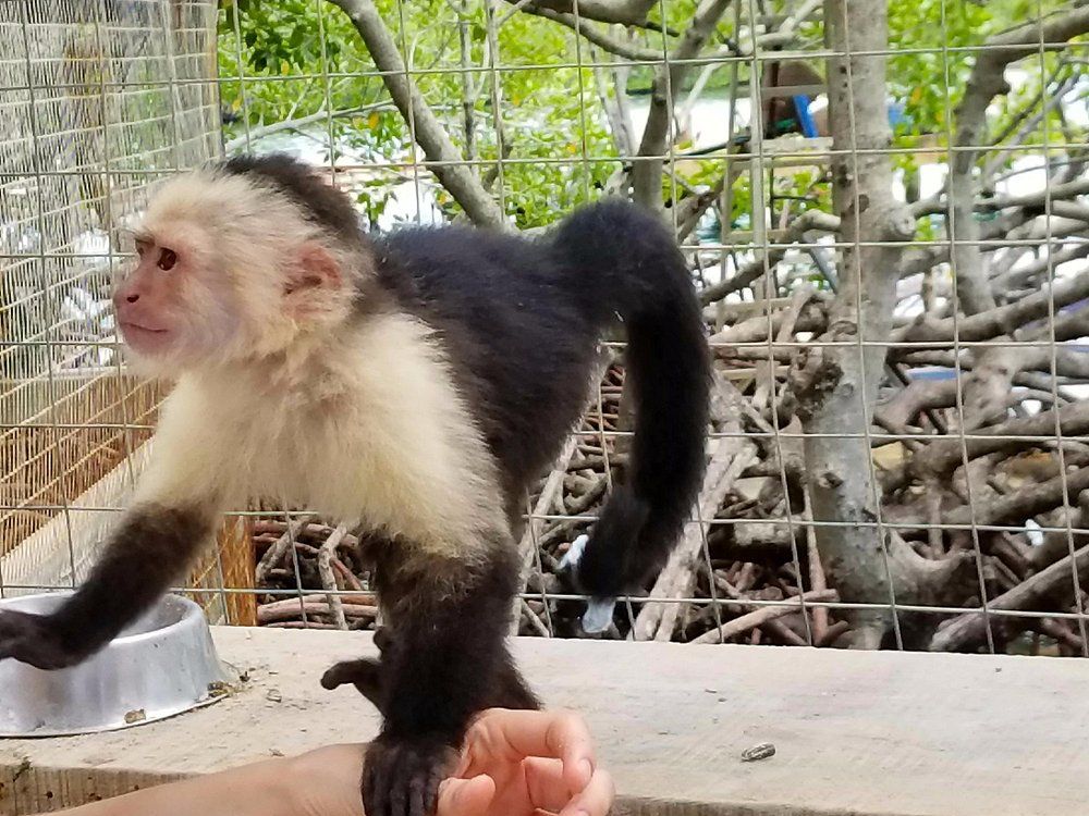 Monkey & Sloth Park Snorkel Adventure