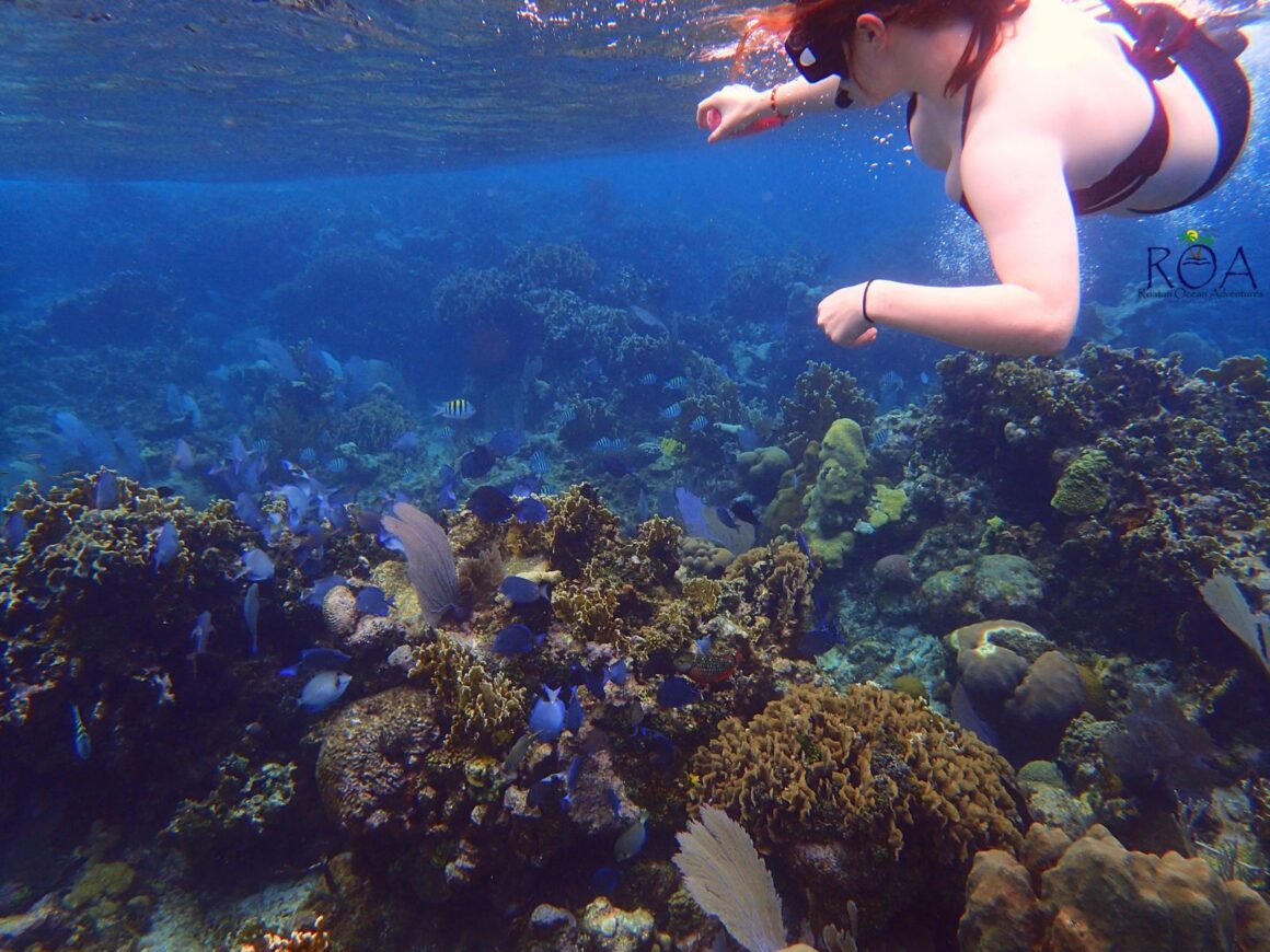 Monkey & Sloth Park Snorkel Adventure