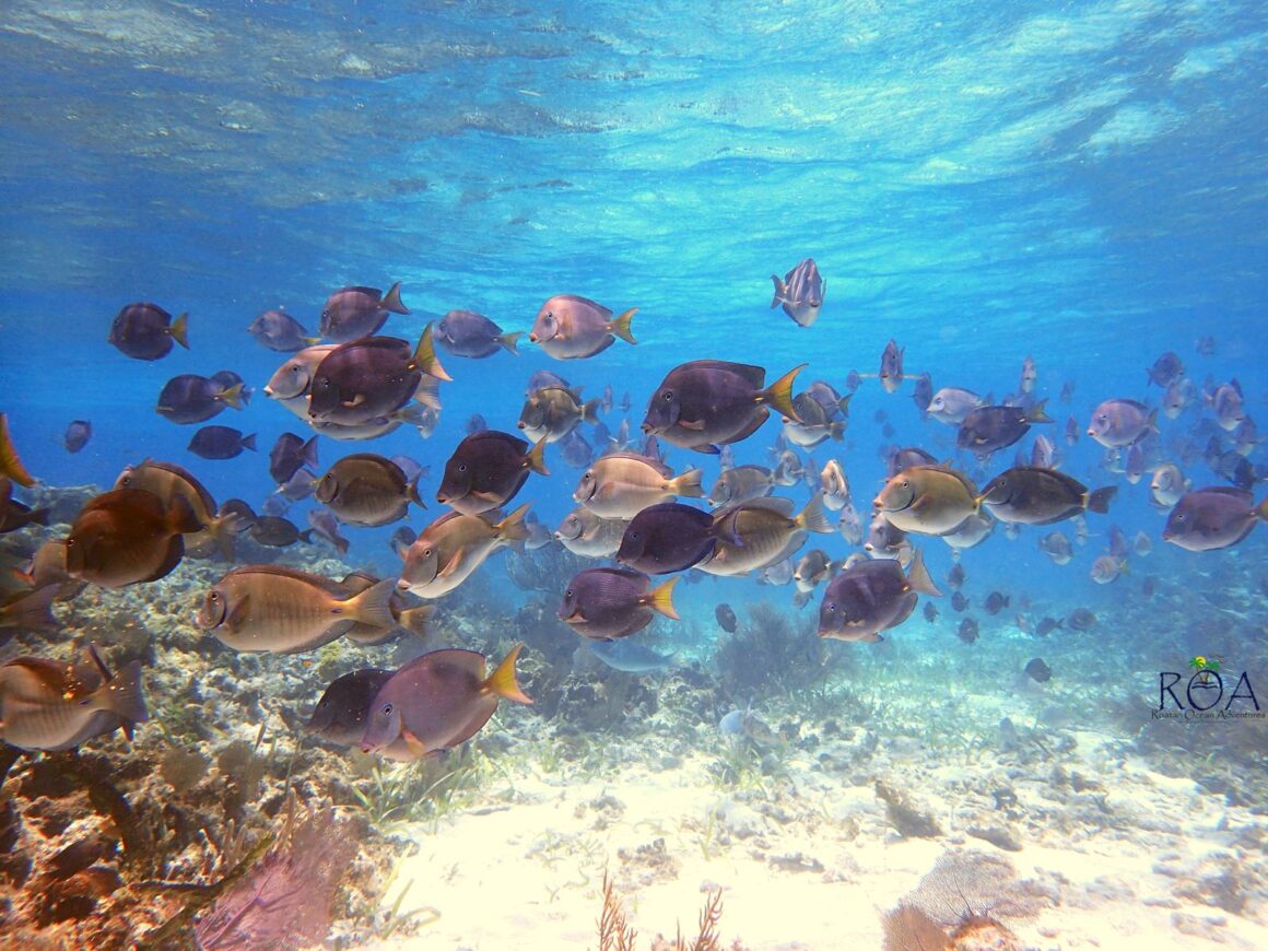 Mangrove Tunnel Boat Ride & Snorkel Adventure