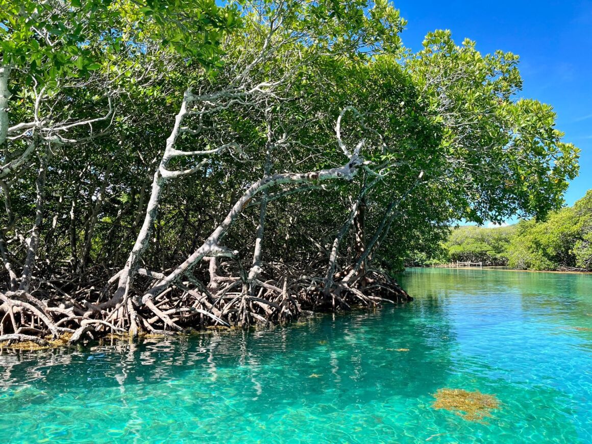 Mangrove Tunnel Boat Ride & Snorkel Adventure