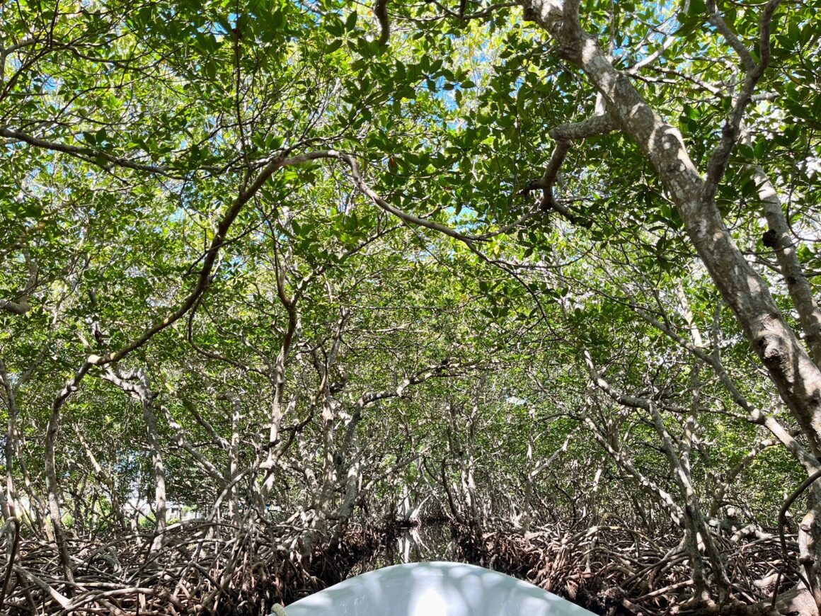 Mangrove Tunnel Boat Ride & Snorkel Adventure