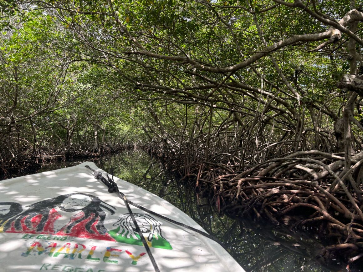 Mangrove Tunnel Boat Ride & Snorkel Adventure