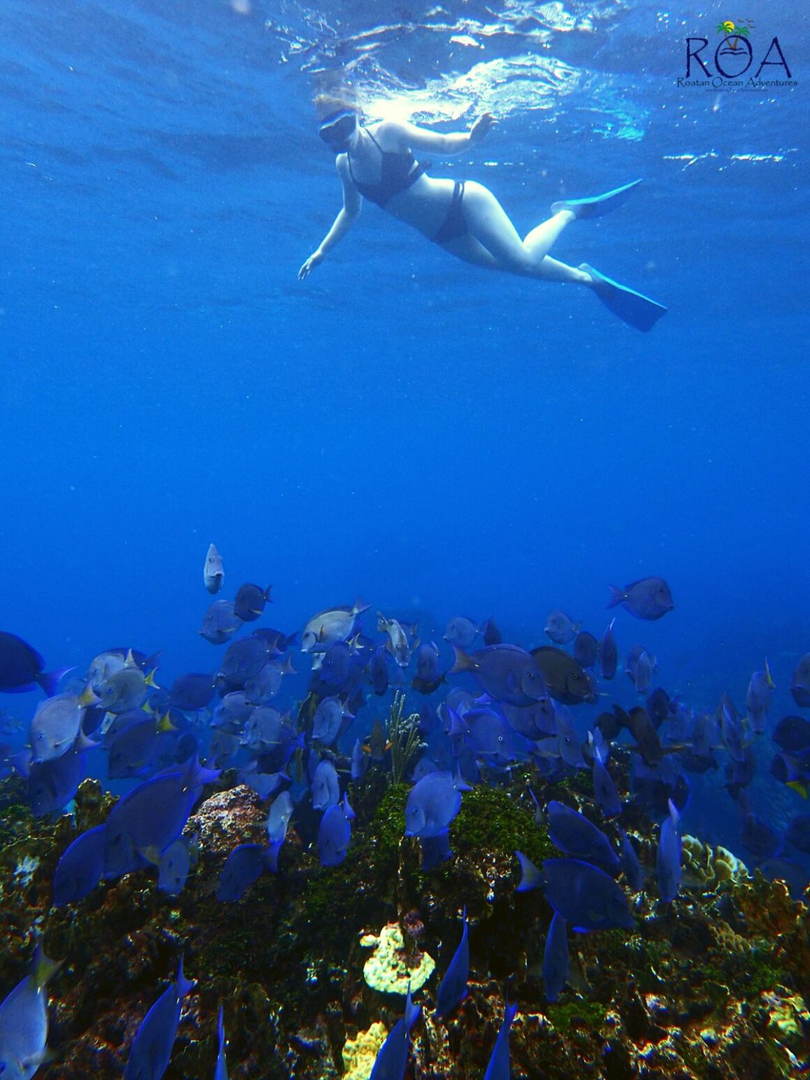 Roatan Private Snorkel Experience 