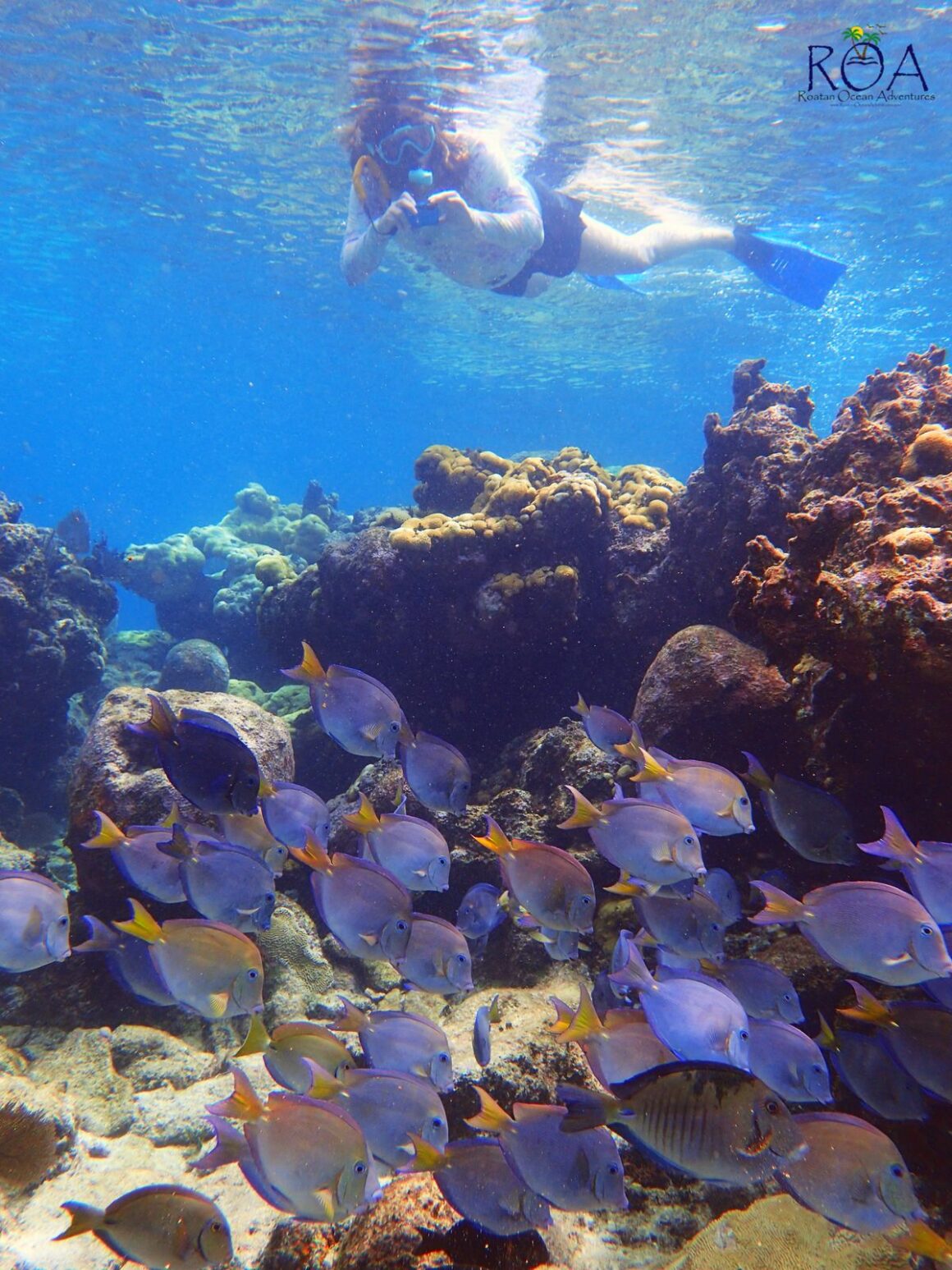 Roatan Private Snorkel Experience 