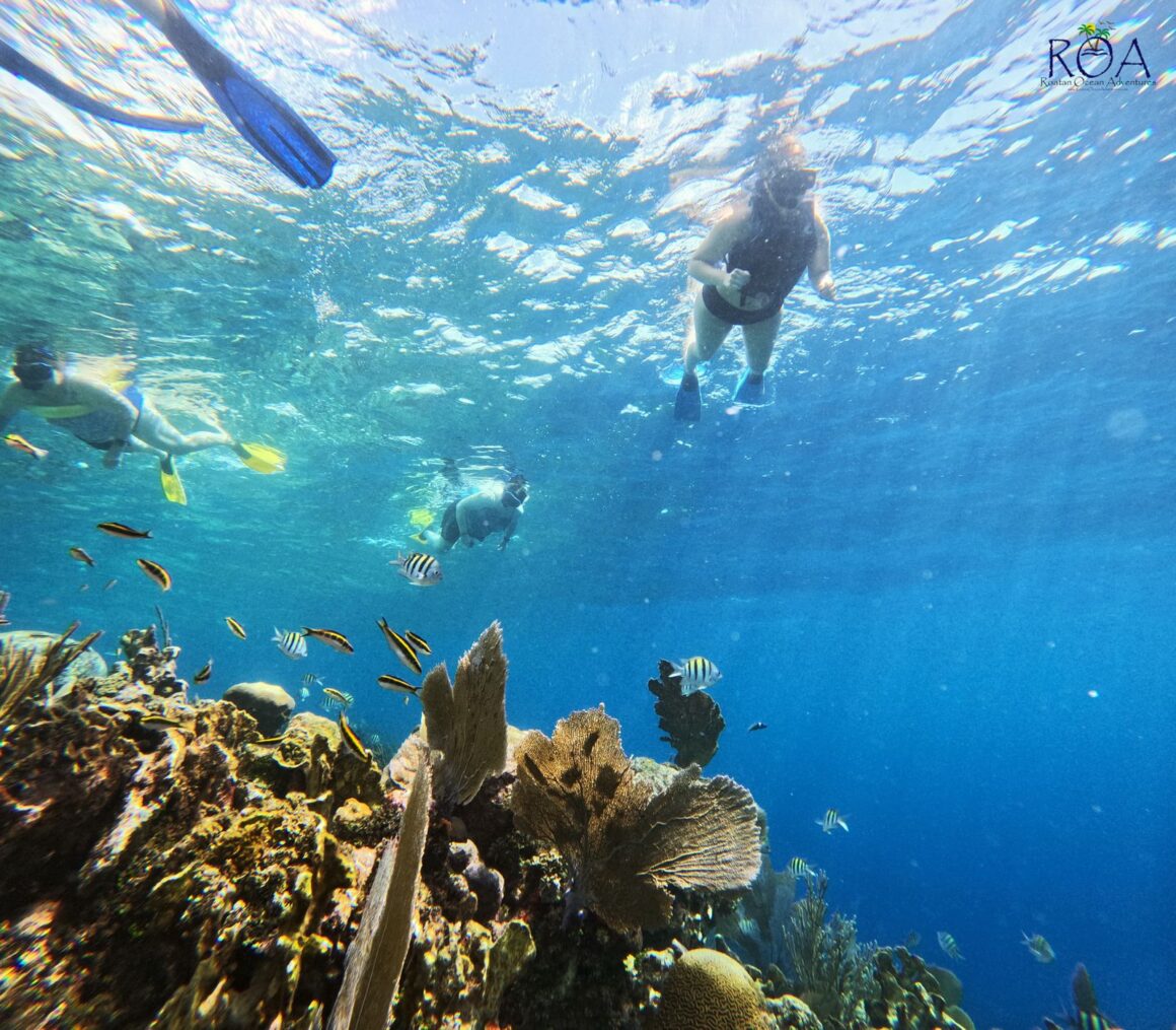 Roatan Private Snorkel Experience 