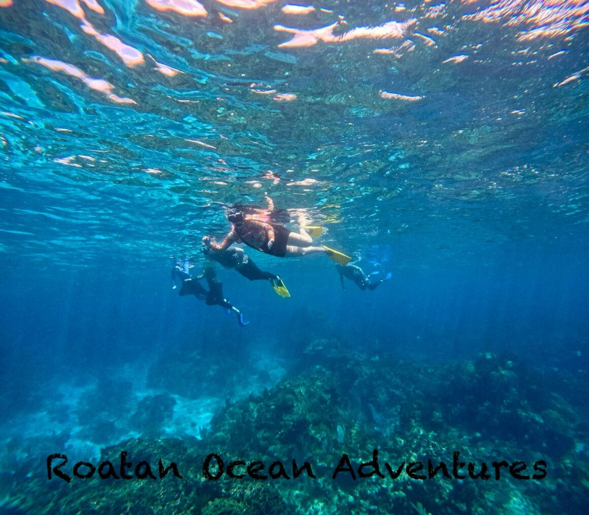 Wildlife Parks & Snorkel Adventures