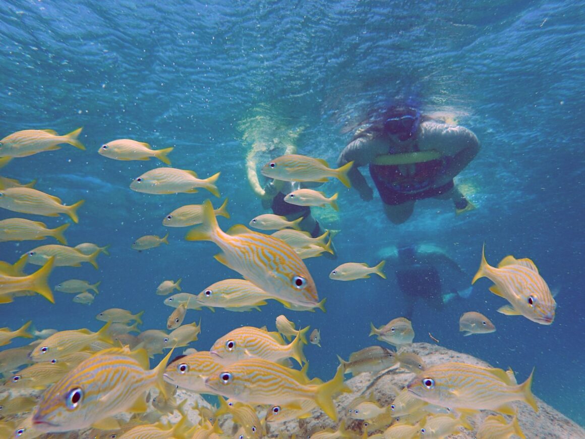 Wildlife Parks & Snorkel Adventures