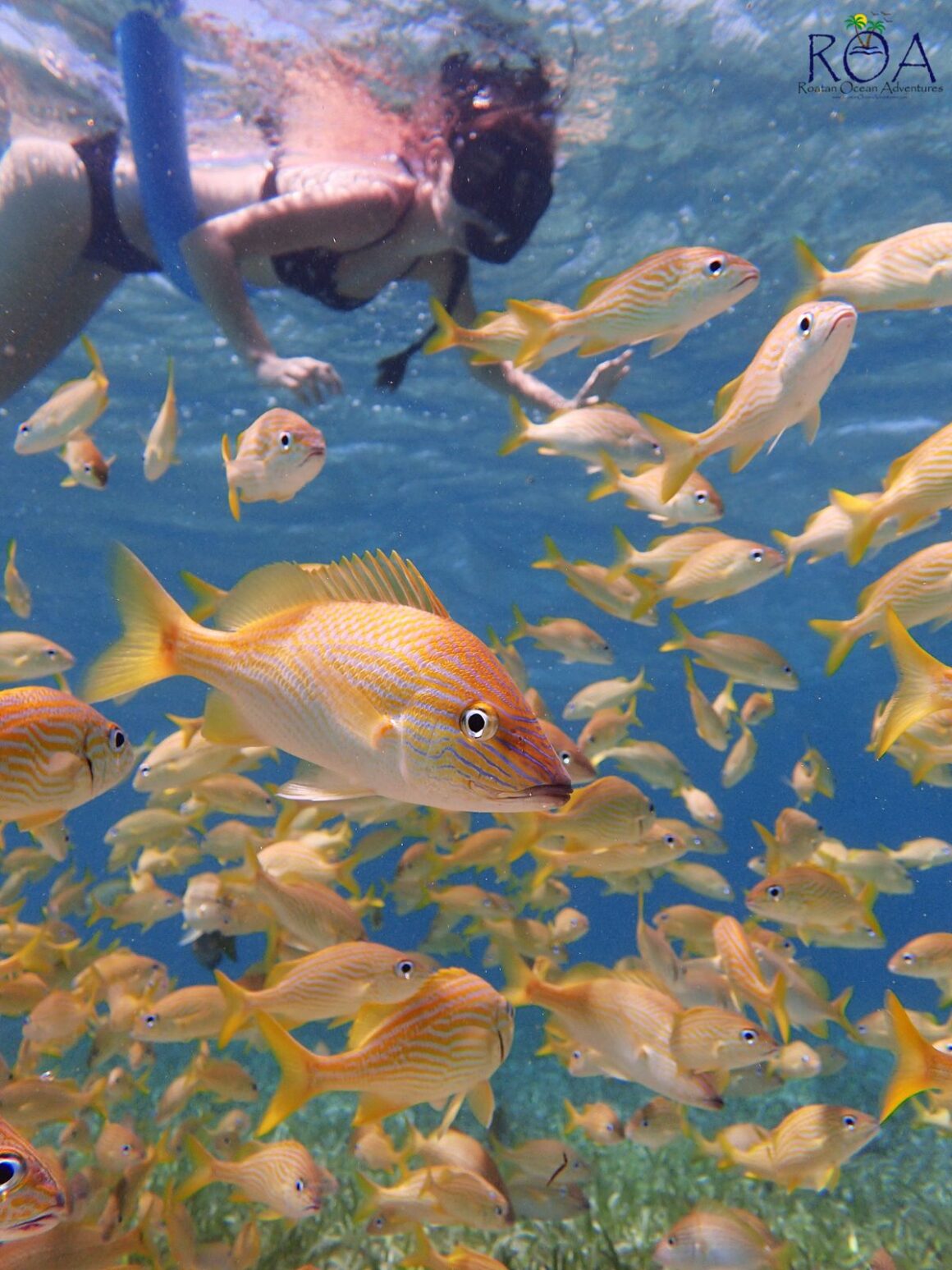 Wildlife Parks & Snorkel Adventures