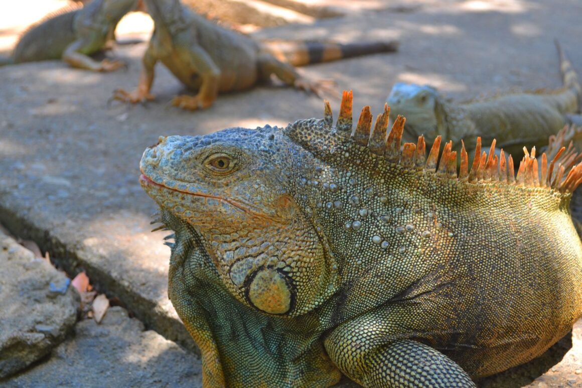 Wildlife Parks & Snorkel Adventures