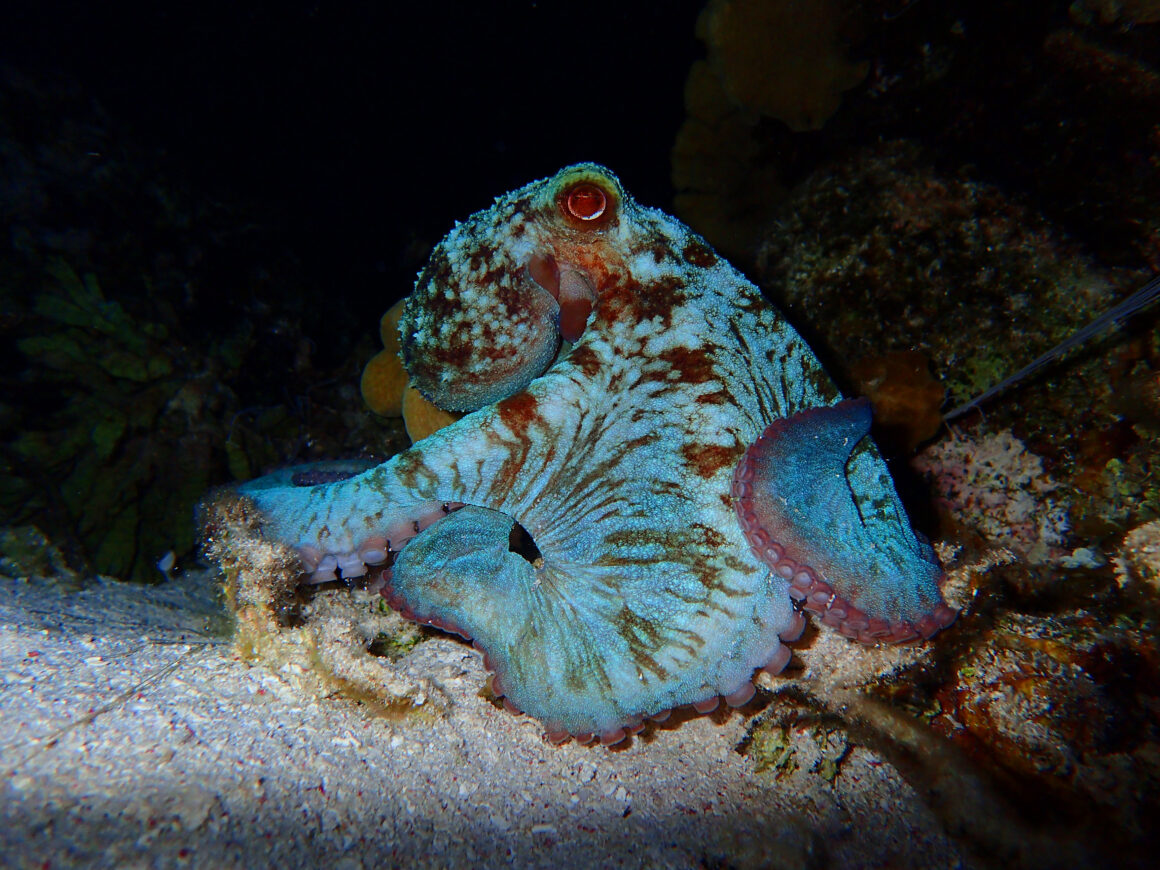 Night Snorkel Adventure