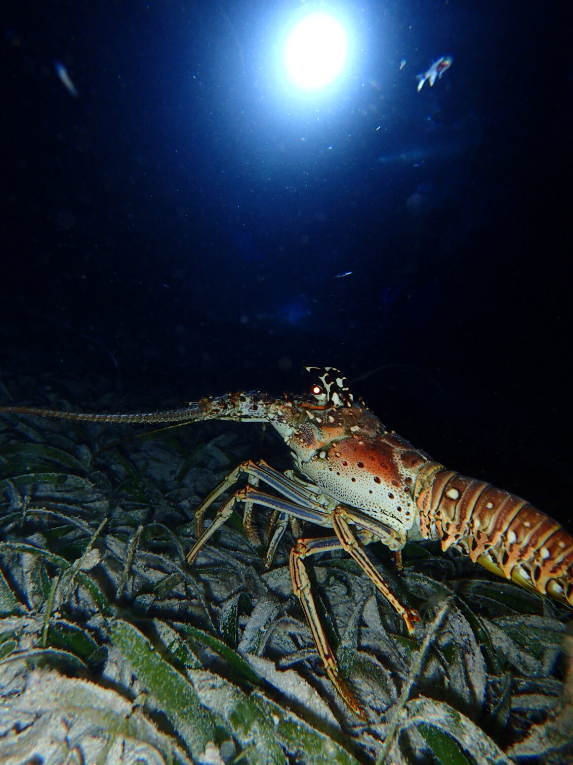 Night Snorkel Adventure