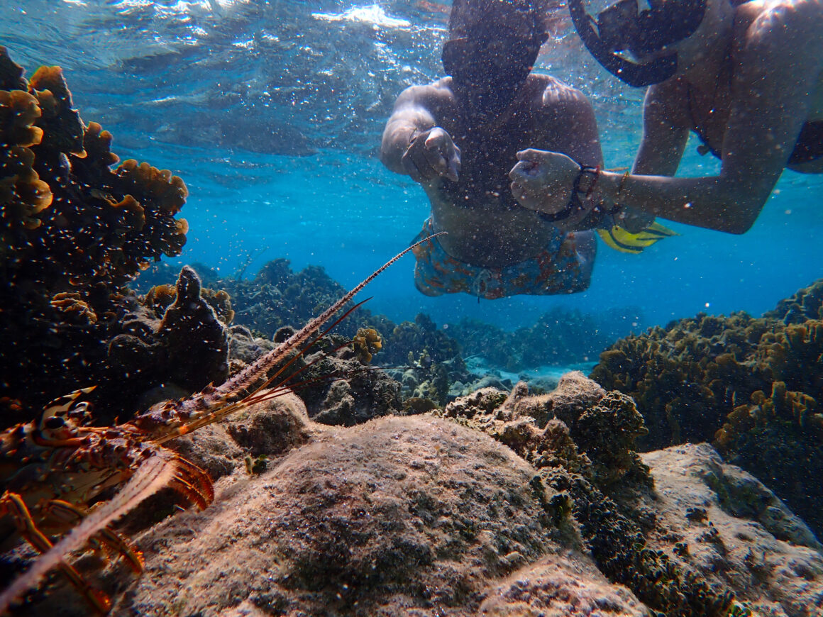 Zipline & Snorkel Adventure