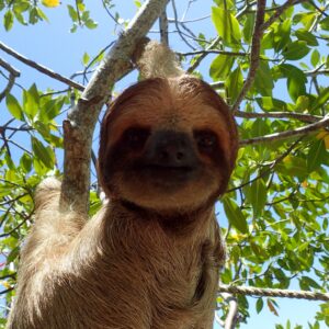 Monkey & Sloth Park Snorkel Adventure